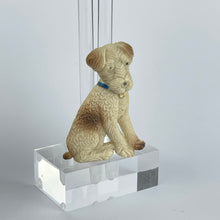 Load image into Gallery viewer, Original 1940's Cream and Brown Dog with Blue and Gold Collar