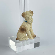 Load image into Gallery viewer, Original 1940&#39;s Cream and Brown Dog with Blue and Gold Collar
